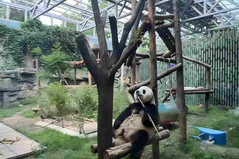 Panda House, Summer Palace, Old Hutongs & Temple of Heaven All-inclusive tour