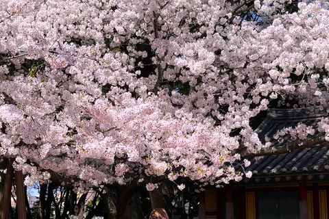 Jeju East: Cherry Blossom Tour & Women Divers Show