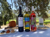 Alcudia, Vineyard Tour & Exclusive Wine Tasting Experience - Hizvo