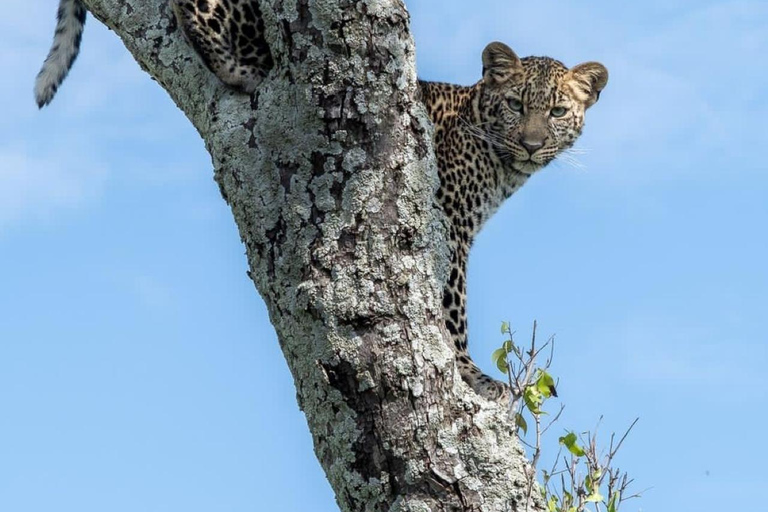 Maasai Mara: Highlight Safaris and exclusive game drives