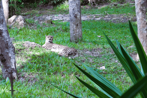 Cebu Safari: Experience Wildlife Up Close