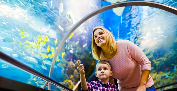 Rio de Janeiro: Eintritt ins AquaRio, das größte Aquarium Südamerikas