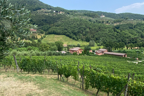 Tour de vinhos da Toscana de ônibus saindo de Lucca