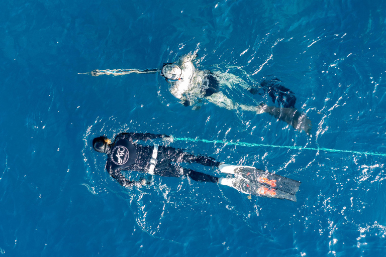 Underwater fishing in Martinique Martinique Underwater Hunting
