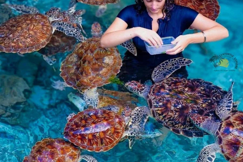 Zanzibar: Mnemba Dolphin, Jozani Forest & Turtle Sanctuary Private Tour without Hotel transfer