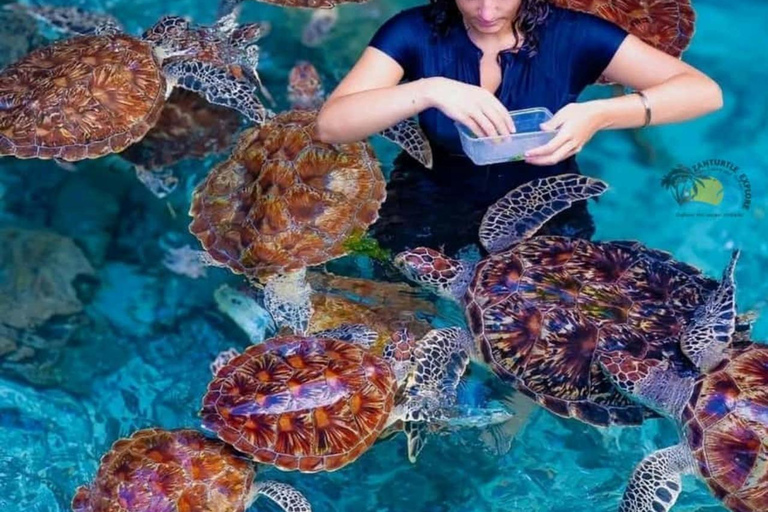 Zanzibar: Mnemba Dolphin, Jozani Forest & Turtle Sanctuary Private Tour without Hotel transfer