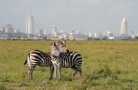 Nairobi National Park Spiel fahren - Hizvo
