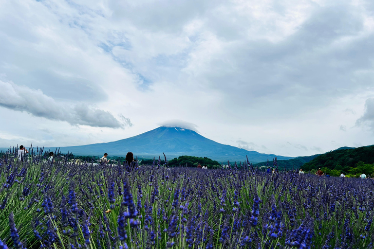 Från Tokyo: Fuji-berget eller Hakone Sightseeing Privat dagstur