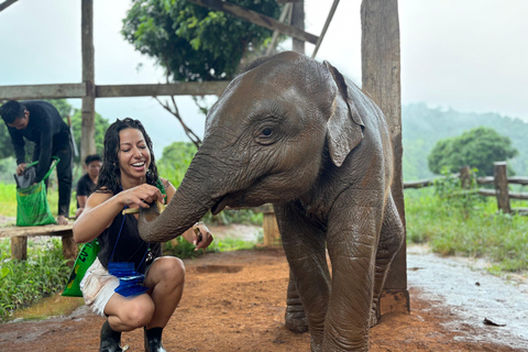 Chiang Mai: Excursão a Doi Inthanon e ao Santuário de ElefantesPonto de encontro