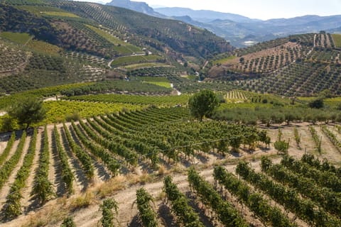 Heraklion: Wine tasting at Douloufakis Vineyards ARISMARI