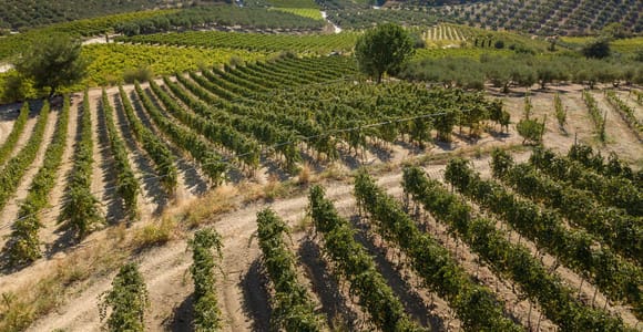 Heraklion: Wine tasting at Douloufakis Vineyards ARISMARI