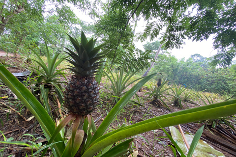 Sansibar : Gewürzfarm &amp; Rundgang in Stone Town