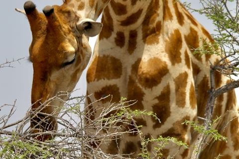 6 Dagen Logies Sossusvlei, Swakop en Etosha Nationaal Park