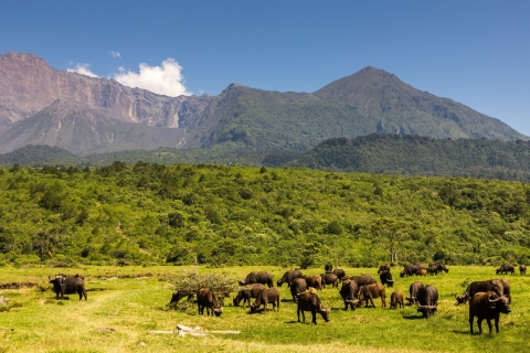 Jednodniowa wycieczka do Parku Narodowego Arusha