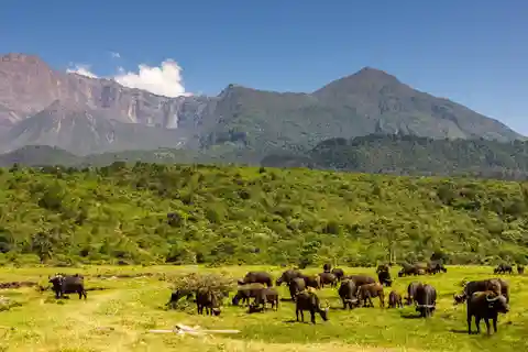 Viagem de 1 dia ao Parque Nacional de Arusha com safaris