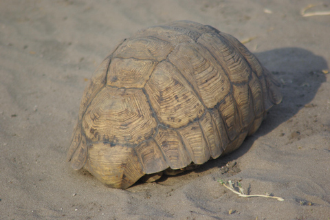 Hwange-safaritocht van een hele dagHwange Volledige dag safaritocht