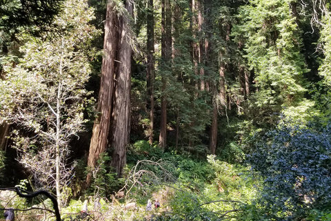 San Francisco: Muir Woods and Sausalito Entry Fee Included