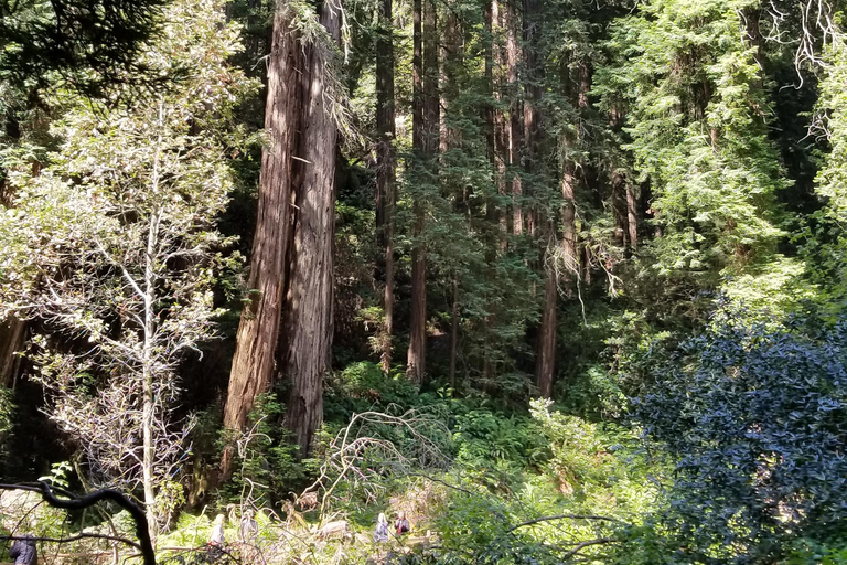 San Francisco: Muir Woods and Sausalito Entry Fee Included