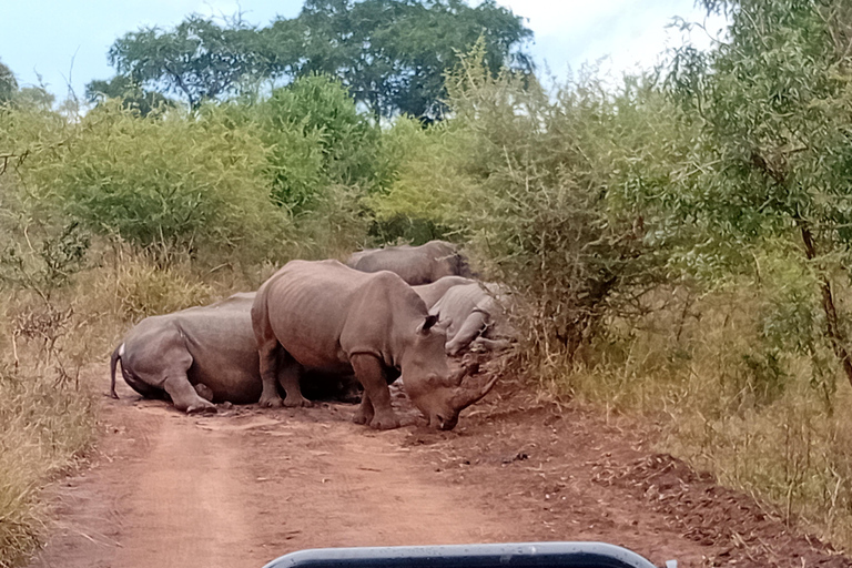 Eswatini: Rhino Walk in Hlane Royal National Park
