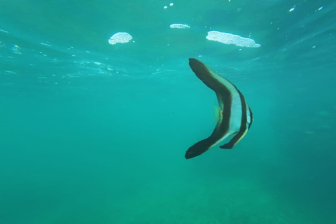 Mirissa Snorkeling Trip with Sea Turtles & Coral Reef