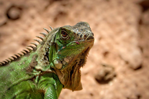 Agadir: Goats on Trees & Crocoparc Tour