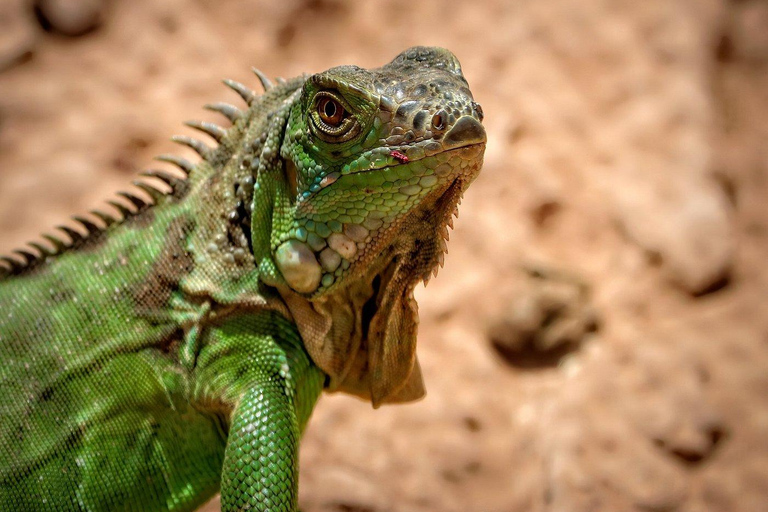 Agadir: Goats on Trees & Crocoparc Tour