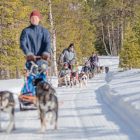 Levi Polar Lights Tours, Reindeer and Husky Safari - Housity