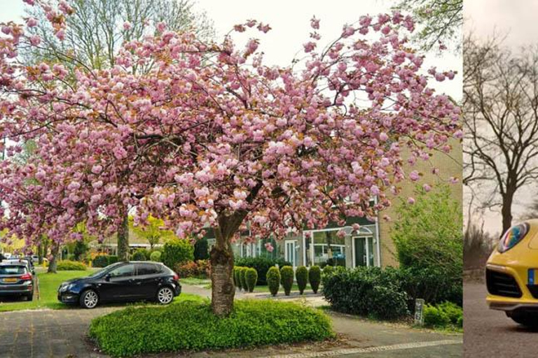 Découvrez la campagne néerlandaise : Circuit en voiture avec un expert local