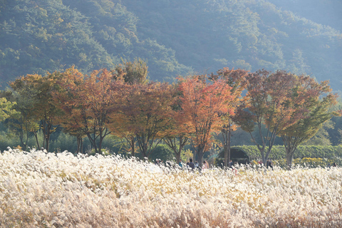 Pusan: Ulsan Taehwa River Garden - jesienna wycieczka z podziwianiem liściUlsan Autumn Foliage Group Tour, spotkaj się na stacji Haeundae