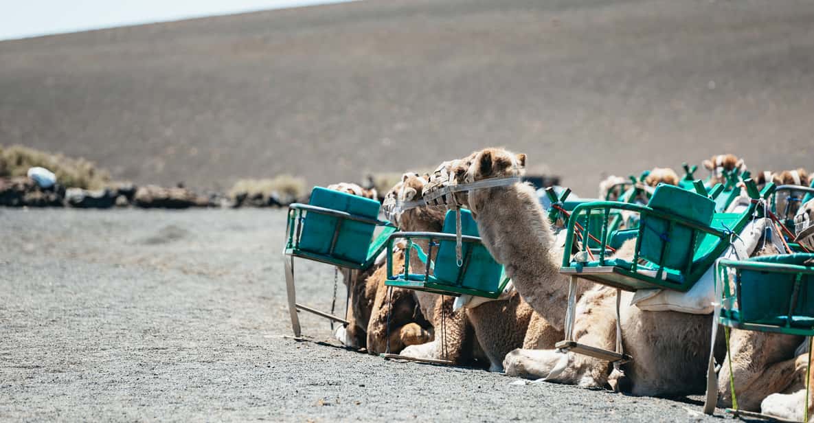 Afbeelding 14 van Lanzarote: tour Nationaal Park Timanfaya en La Geria