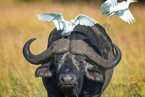 Zambia and Botswana: 5-Day Safari