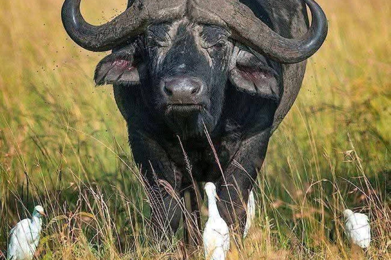 Zambia and Botswana: 5-Day Safari