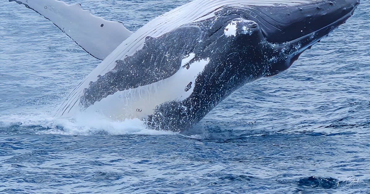 Noosa: Noosa's Whale & Dolphin Adventure Tour - 2026 (Verified Reviews)