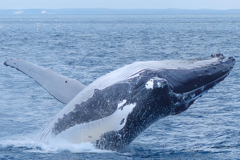 Noosa : Observation des baleines à bosseNoosa: visite d&#039;observation des baleines à bosse
