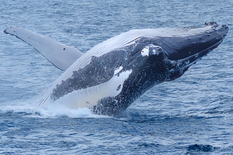 Noosa : Observation des baleines à bosseNoosa: visite d&#039;observation des baleines à bosse