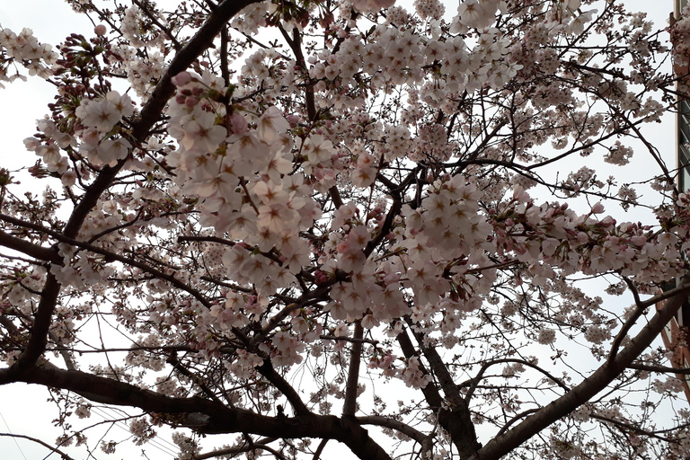 Séoul : Excursion d&#039;une journée à Donghaksa (fleurs de cerisier) et Jeonju (Hanok)Donghaksa Cherry Blossom et Jeonju depuis Hongik Univ.St.