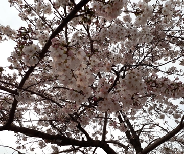 Seul: Excursão de um dia a Donghaksa Cherry Blossom e Jeonju Hanok