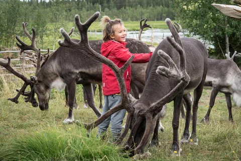 Rovaniemi: visita alla fattoria delle renne in autunno