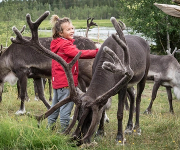 Rovaniemi: Besök på renfarm på hösten