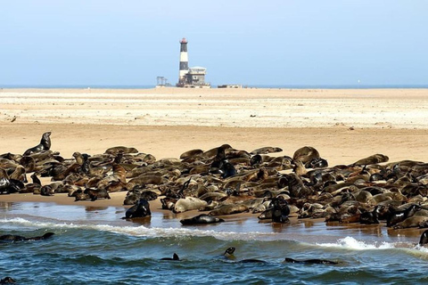 Tour particular dos destaques de Walvis Bay