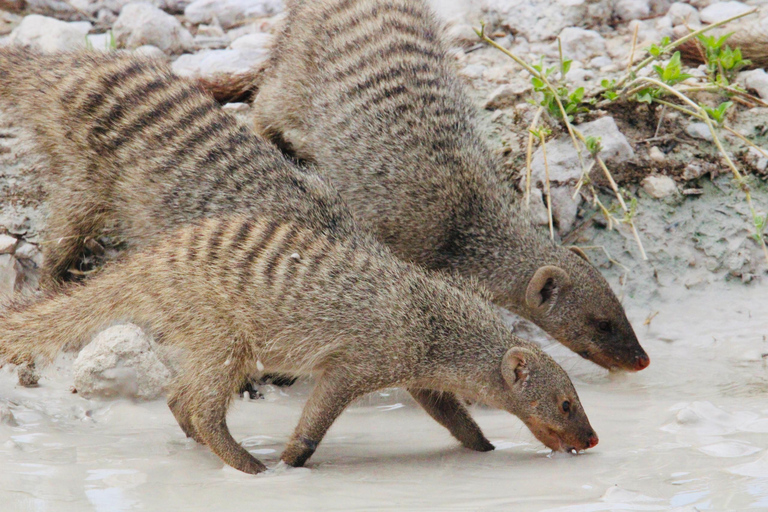 Windhoek: 3-Day Guided Safari in Etosha with Lodge