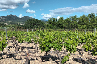 The Côtes-du-Rhône Wine Route by Battery-Operated Electric Bicycle