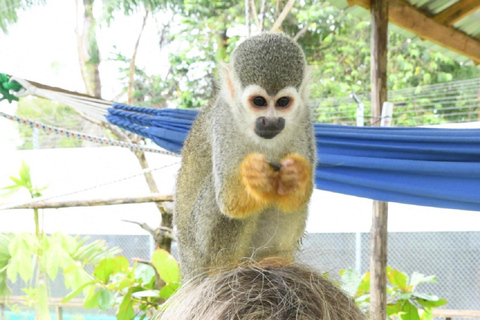 Puerto Plata: Monkey home, Damajagua Waterfalls & City Tour