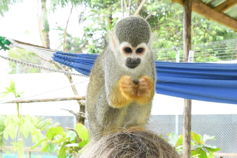Puerto Plata: Monkey home, Damajagua Waterfalls & City Tour