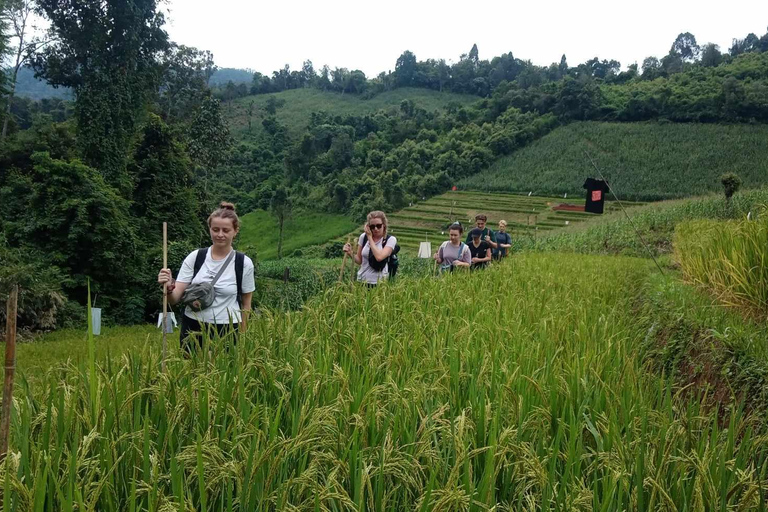 Chiang Mai: 2-dagars djungelvandring med elefantfarm och forsränning