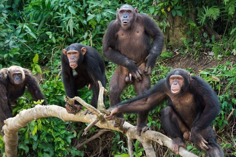 From Kigali: 3-Day Chimpanzee Trekking, Canopy & Lake Kivu