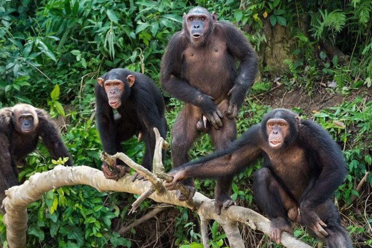 From Kigali: 3-Day Chimpanzee Trekking, Canopy & Lake Kivu
