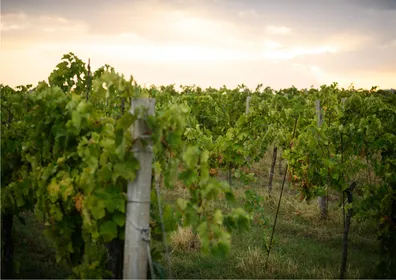 Bertinoro: authentische Weinprobe in der Romagna