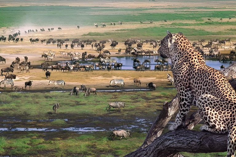 Ngorongoro krater: Dagsutflykt på safari