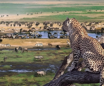 Ngorongoro Crater: Full-Day Safari Tour